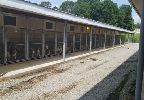 Thousands of dogs used for breeding were kept for years in factory farm–like sheds such as this. They could see – but not walk or play in – the grass.