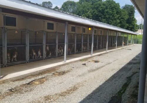 Thousands of dogs used for breeding were kept for years in factory farm–like sheds such as this. They could see – but not walk or play in – the grass.