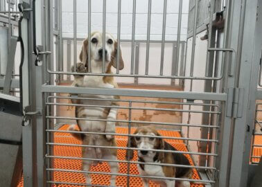 New Footage: Beagles ‘Factory-Farmed’ and Sold for Experimentation