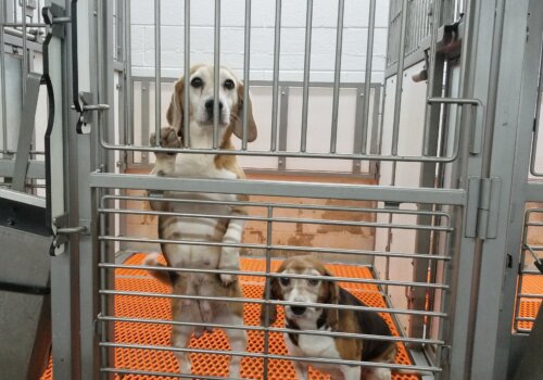 After years of being used for breeding, dogs like these were used in experiments but were denied even a walk, a toy, or a blanket.