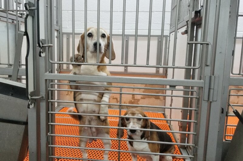 After years of being used for breeding, dogs like these were used in experiments but were denied even a walk, a toy, or a blanket.