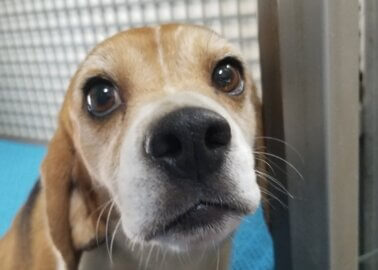 New Footage: Beagles ‘Factory-Farmed’ and Sold for Experimentation