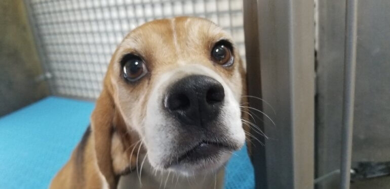 The qualities that make these gentle, eager-to-please beagles great companions also make them animal experimenters’ preferred victims.