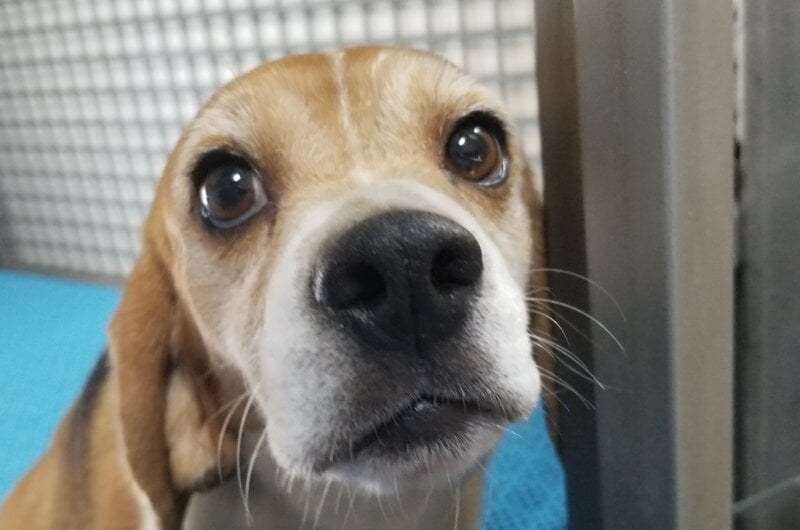 The qualities that make these gentle, eager-to-please beagles great companions also make them animal experimenters’ preferred victims.