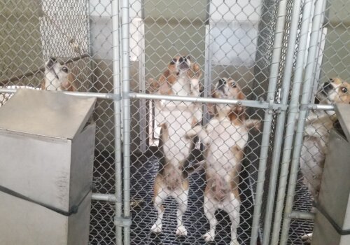 Desperate for stimulation in these barren kennels, the frustrated dogs stood, paced, and jumped up and down in anticipation of anyone’s approach.