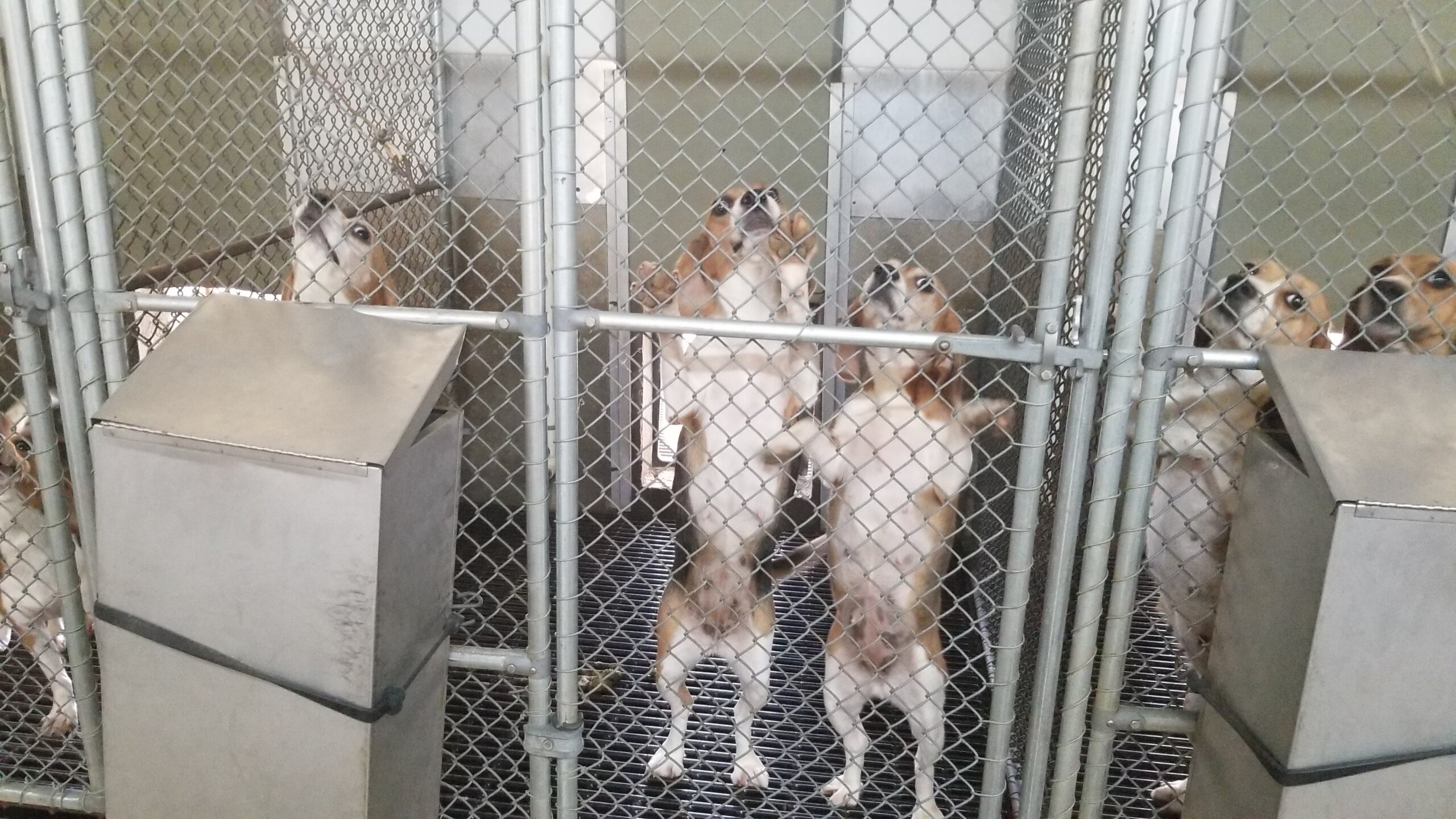 Desperate for stimulation in these barren kennels, the frustrated dogs stood, paced, and jumped up and down in anticipation of anyone’s approach.