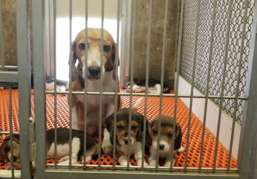 For the final two days with their puppies, nursing mothers were intentionally deprived of food by workers – despite what a supervisor said were federal inspectors’ instructions to feed them.