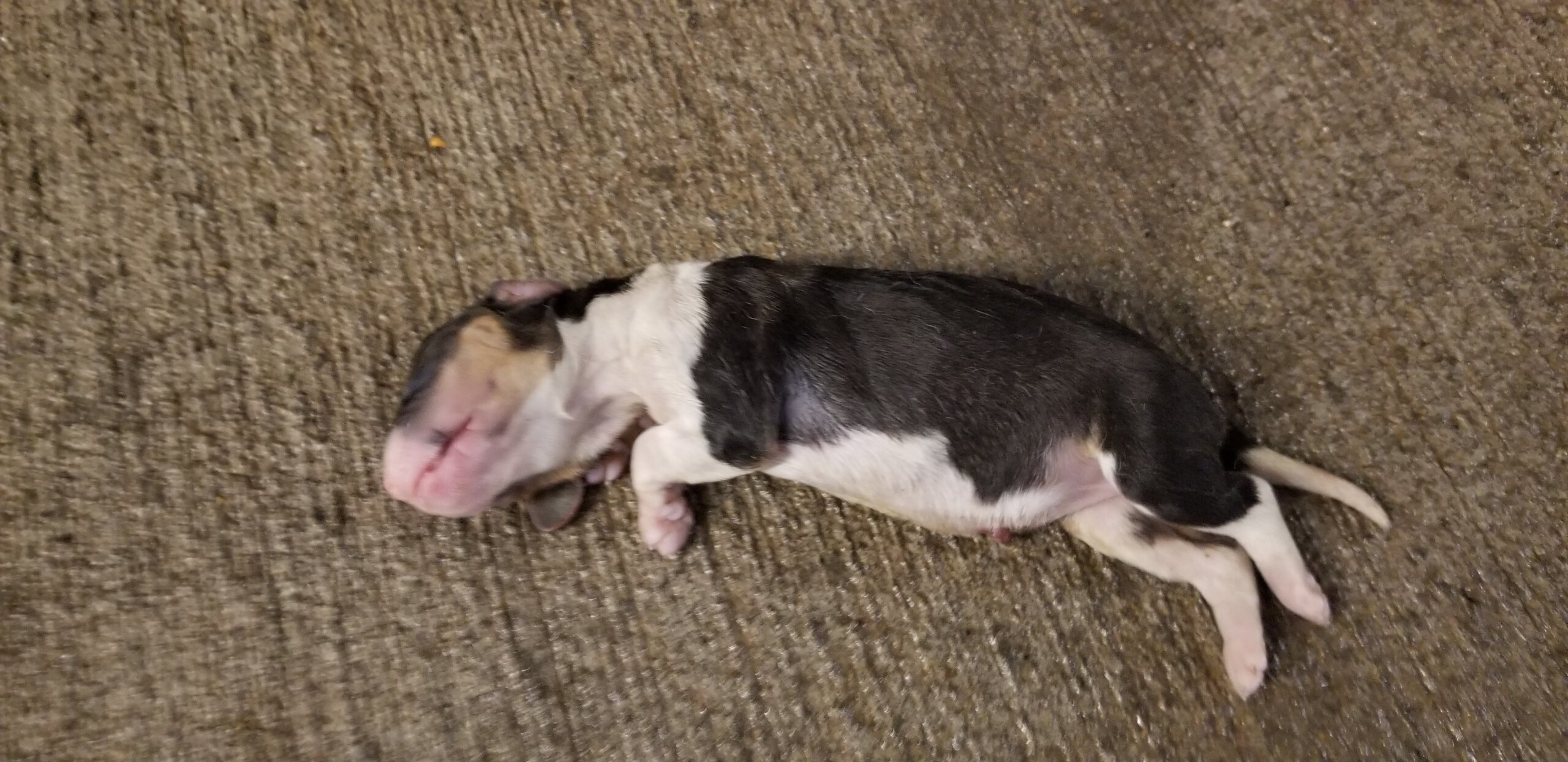 Over the course of the investigation, the investigator found more than 350 puppies dead in cages with their mothers and littermates.