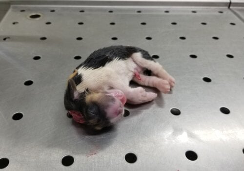 Some dead puppies were found with severe injuries and even missing legs.