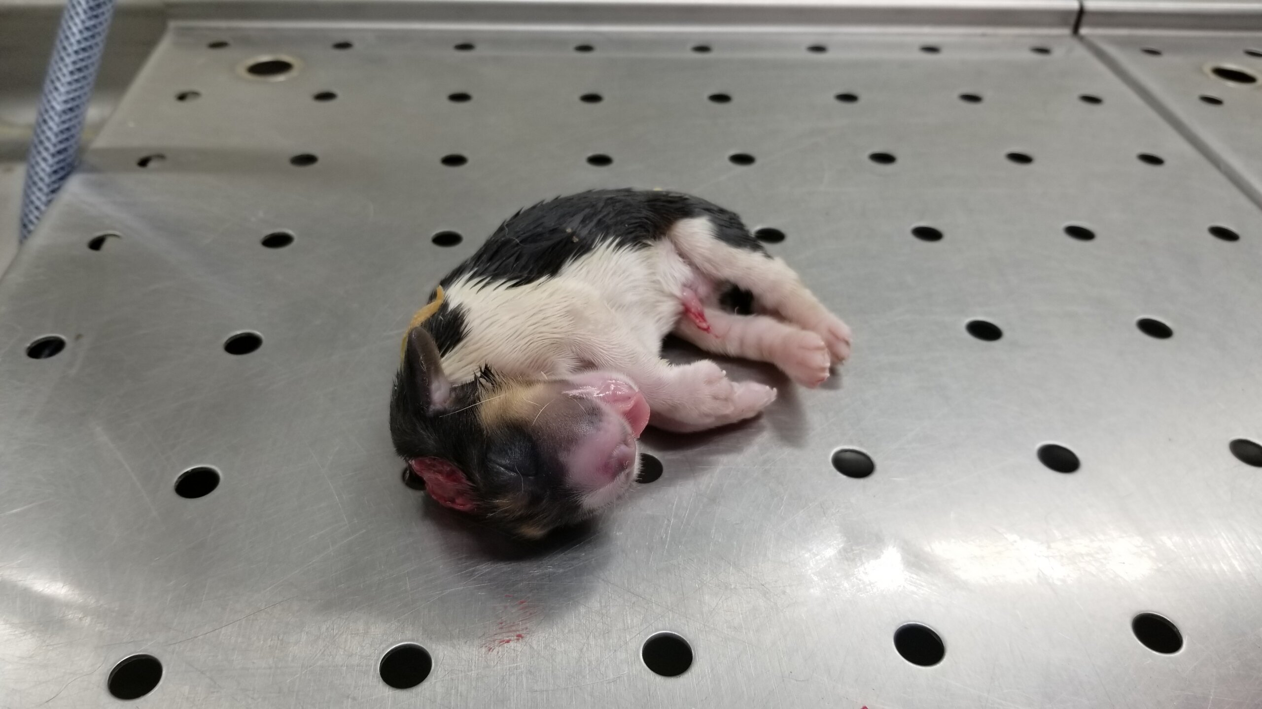 Some dead puppies were found with severe injuries and even missing legs.