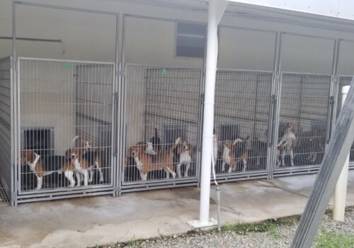 Dogs who survived their first few months at the facility were warehoused in crowded, stressful conditions like this until they were shipped off to laboratories all over the world for experimentation.