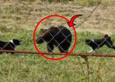 Video: Illegal Dog Hunting Training on Brown Bears in Russia
