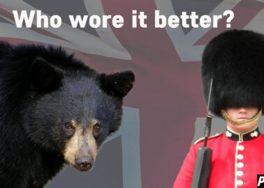 Stop the Slaughter of Bears for the Queen’s Guard’s Caps