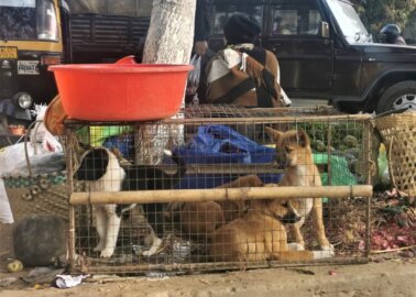 Breaking Investigation: India’s Illegal Wildlife and Dog-Meat Markets
