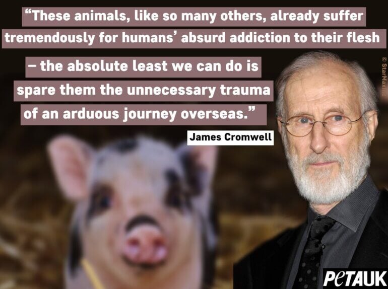 james cromwell pig quote live export starmax