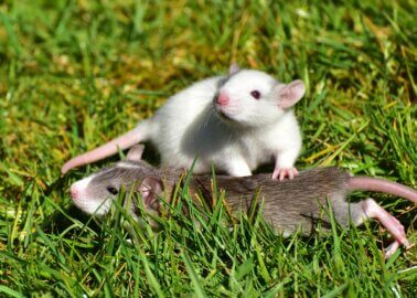 Victory: PETA Helps Prevent Cruel Experiments on Rats and Fish!