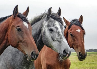 Victory! Modern Pentathlon to Drop Horse Riding