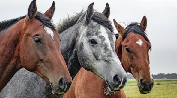 Three horses in a row.