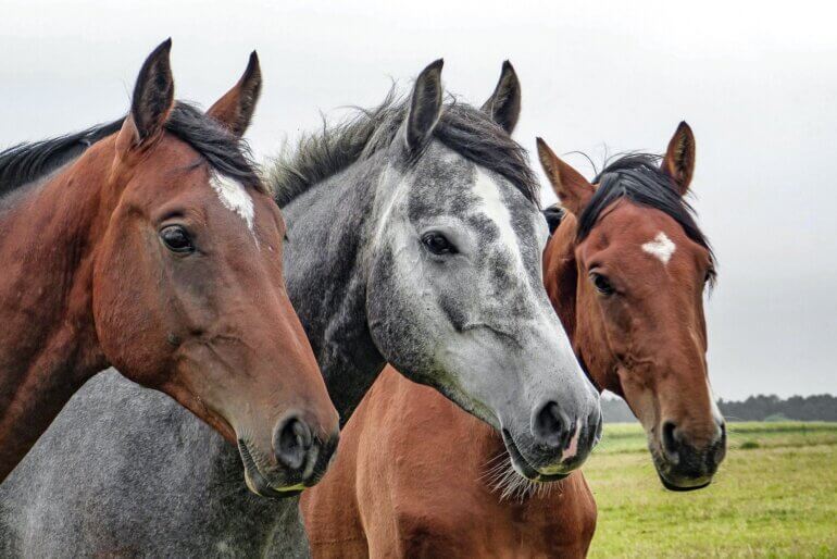 Three horses in a row.