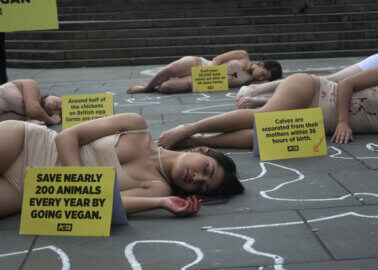 World Vegan Day: Is Your Plate a Crime Scene?