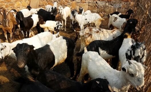 Goats in barren pen