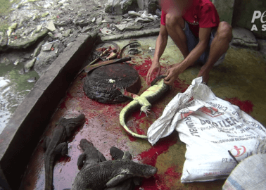 How Gucci Bags and Belts Are Made: Workers Decapitate Lizards
