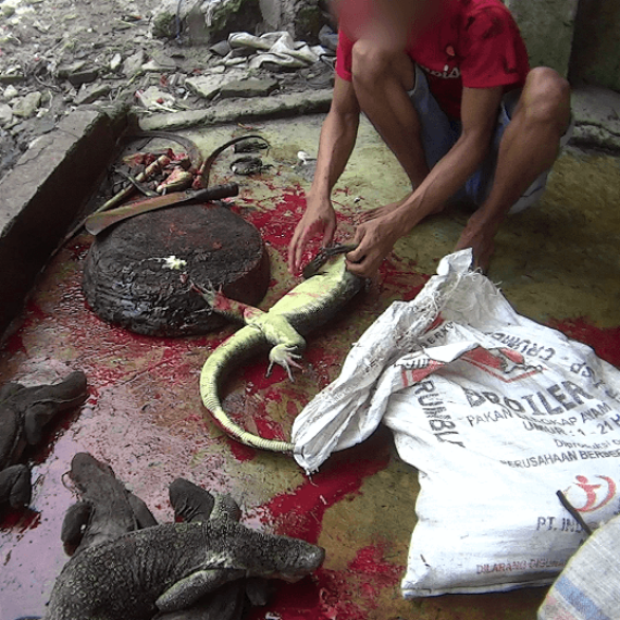 How Gucci Bags and Belts Are Made: Workers Decapitate Lizards