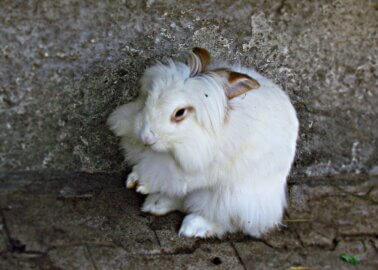 Victory for Rabbits! Armani Goes Angora-Free After Talks With PETA