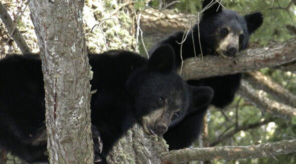 Your Taxes Are Paying for Bear Slaughter – Here’s How