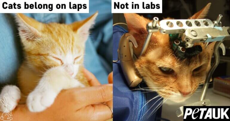 ECI cat laps not labs horizontal UK