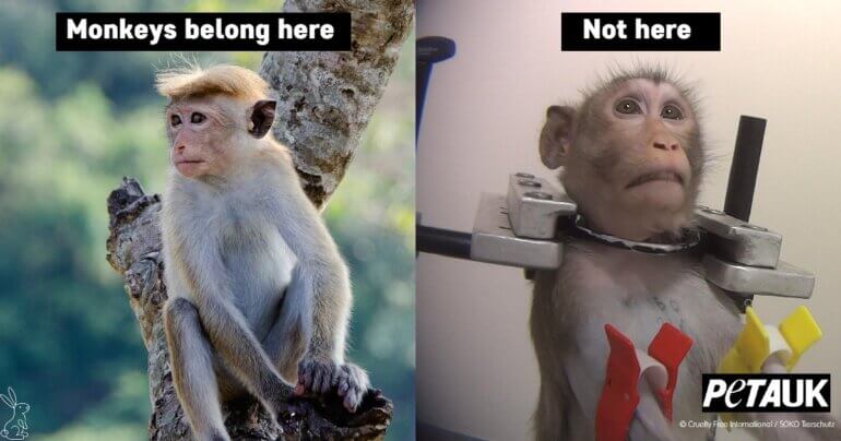 monkey_testing