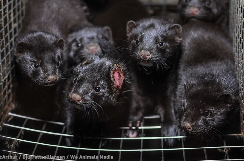 Mink in cage