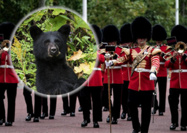 Alesha Dixon and PETA Launch Petition to Help Save Bears