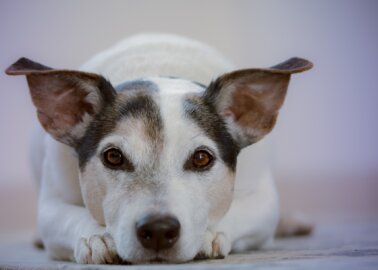 Progress! Animal Companions Recognised in Law as Part of the Family in Spain