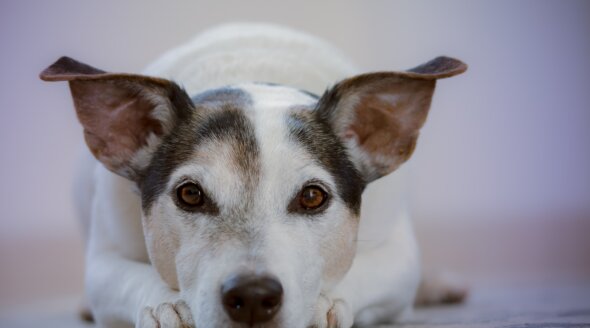 Animal Companion