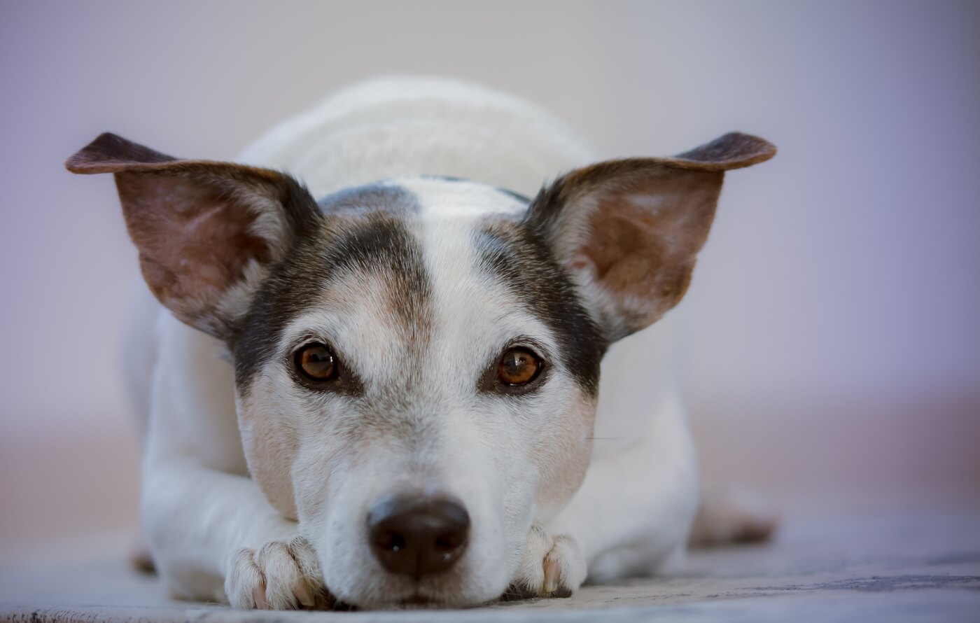 Progress! Animal Companions Recognised in Law as Part of the Family in Spain Progress! Animal Companions Recognised in Law as Part of the Family in Spain
