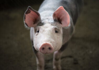 PETA Calls For Tribute to Pigs Who Died in Barcelona Lorry Crash