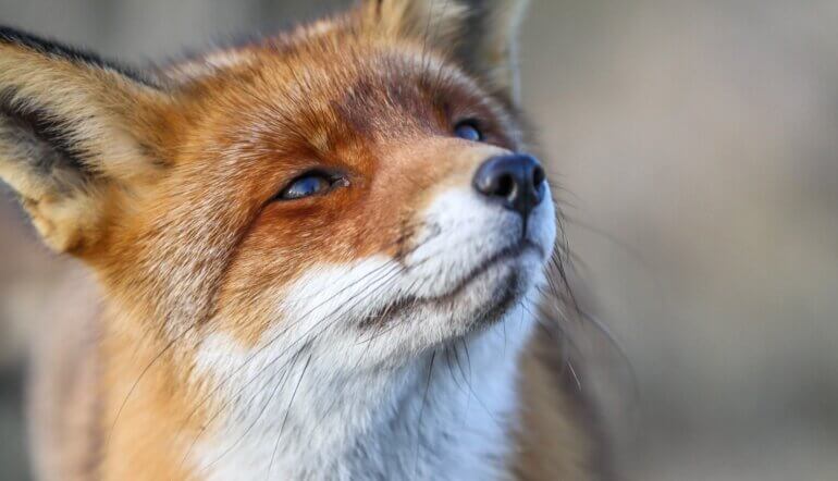 happy fox unsplash victory