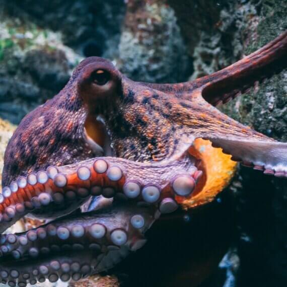 Help Stop the World’s First Octopus Farm