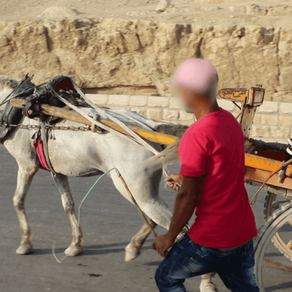 Animal Rides on Holiday