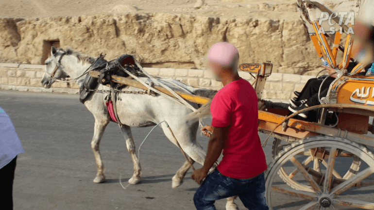  Horse-Drawn Carriages