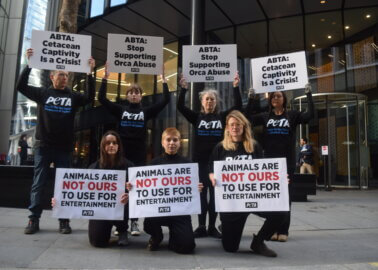 PETA Protesters Slam Orca Abuse at Travel Conference