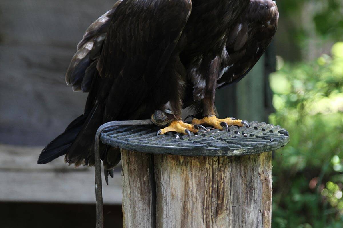 Birds of prey experiences in Wales, Things to do