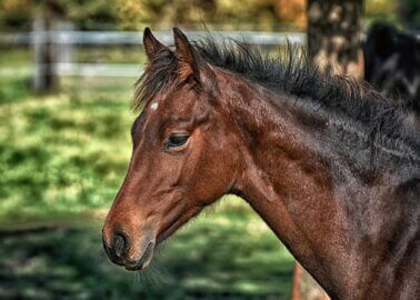 After PETA Appeal, Chi Chi London Cuts Ties With Grand National 2022