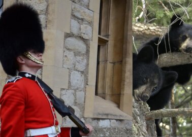 Scottish MPs Stand Against Bear Fur for the Scots Guards’ Caps