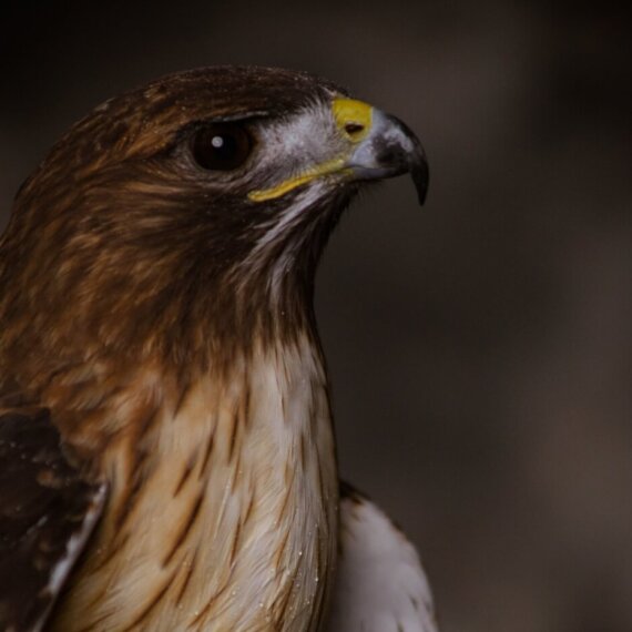 Falconry