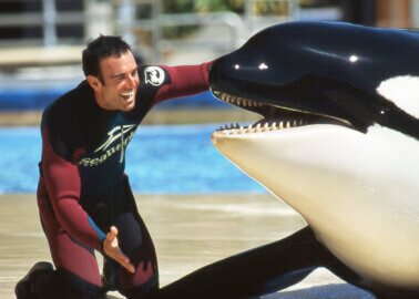 Former SeaWorld Senior Orca Trainer Reveals the Terrible Toll Marine Parks Take on Animals