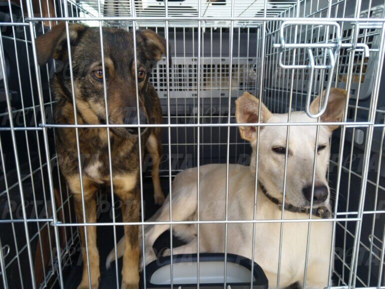 PETA Entities Are in Ukraine, Moving Mountains to get to Animals in Need PETA Entities Are in Ukraine, Moving Mountains to get to Animals in Need