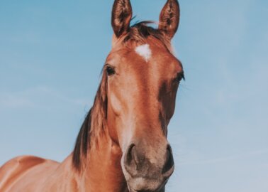 The End of Horse-Drawn Carriages in Malaga Is in Sight!