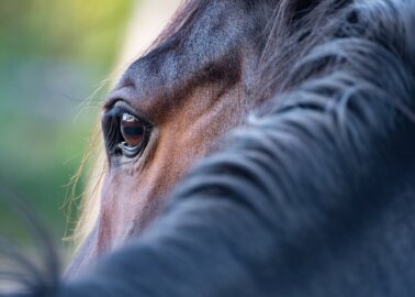 PETA Celebrates as More Sponsors Cut Ties With the Grand National Disgrace